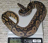 Het Red Axanthic Female #4