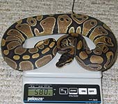 Sibling Lesser (Normal) het Ghost Female 3