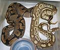Clutch #2 Lesser 2003 x F2 Banded Female