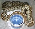 Clutch #9 Lesser x Red Axanthic (Red Axanthic Female #1 2002)