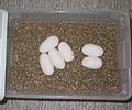 The good Eggs in the incubator