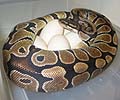 Mom on Eggs