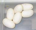 6 Eggs