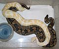 Clutch #19 Albino x Pos Het Caramel (PH Caramel 2 2002)