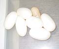 6 Eggs and 1 Slug