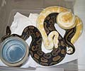 Awesome looking Albino!!!