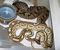 Clutch #2 Lesser 2003 x F2 Banded Female