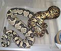 Clutch #30 Pastel Het Caramel x Het Caramel (Het Caramel 2 2003)