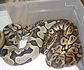 Very Dark Pastel but very nice Het Caramel Female!
