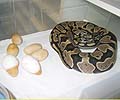Mom with Eggs