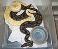 White Back Albino (Black Stripe Albino)