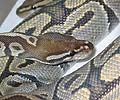 Clutch 48 Red Axanthic x Orange Ghost 1 1998