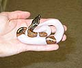 High white pied female!!