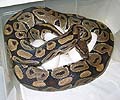 Mom Laying Eggs