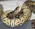 Pastel Orange Ghost