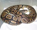Mom on Eggs