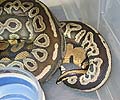 Red Axanthic x Pastel Breeding