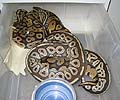 Red Axanthic x Pastel
