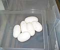 6 Eggs