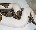 2004 Pied x 100% het Pied (from my 2001 Pied Male)