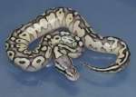 Pastel Lesser DH Green Ghost/GS