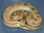 Champagne Het Red Axanthic