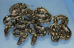 2.2 Het Red Axanthic Het Pied.