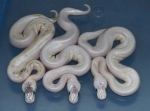 Pastel Champ with Pastel PinChamp Het RA