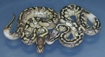 Fathered by the Pastel Ivory