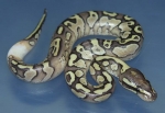 Lesser Yellow Belly