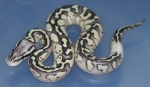 Pastel Lesser Yellow Belly