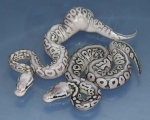 Super Pastel Caramel Het RA (Kinked)