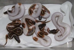 Pied Females