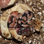 1.0 Normal (Dead in egg)
