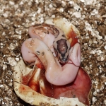 0.1 Eramosa Pied (Dead in egg)