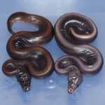SUMA HRA (Left), Lesser SUMA HRA (Right)